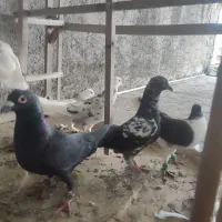 کفتر مفت بیا ببر پرشی ب ضمانت