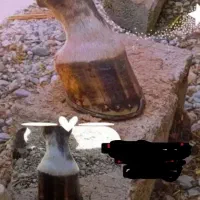 نعلبندی اسب