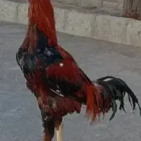 خروس دارم می‌خوام معاوضه با ماده مرغ بزنم