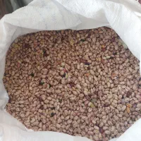 لوبیا گوقین بذری