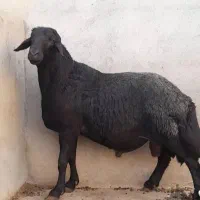 قیمت به روز گوسفند ریز ودرشت زنده