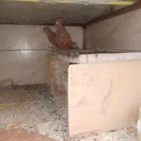 یک جفت جوجه گلی کلاهی