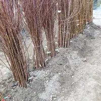 فروش نهال مثمر و غیر مثمر