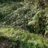 زمین-208متر-مسکونی