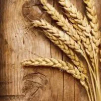 مقاری کندم به فروش میرسد