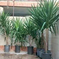 گل یوکا سایز غول و شیک، با قیمت باورنکردنی