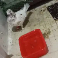 ستا کفتر نر گم کردم