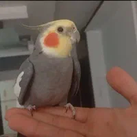 عروس هلندی سیامون نر