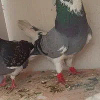 دوستان شازده گم شده