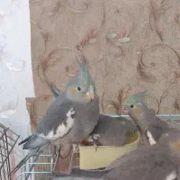 جوجه عروس هلندی دون خور