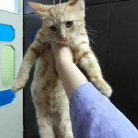 بچه گربه