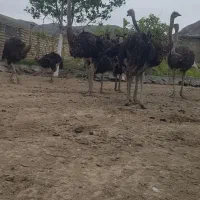 شتر مرغ  ۵ماه ۶ماه گردن آبی