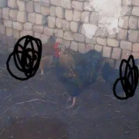 خروس|پرنده|ساوه, |دیوار
