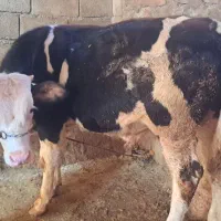 گوساله نر سیمینتال کله سفید بهترین نژاد