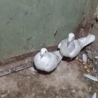 سار اقون|پرنده|آبکوه, |دیوار