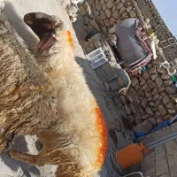 ورن به شرط پرش|حیوانات مزرعه|اسلامآباد غرب, |دیوار