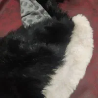 خز برای لباس|لباس|تبریز, |دیوار