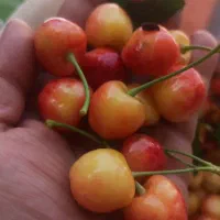 فروش باغ آجیلی بادرختان 50ساله .