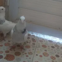 کفتر خوب قیمت خوب|پرنده|کوهدشت, |دیوار