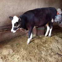 گوساله فروشی