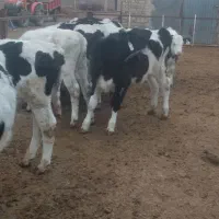 هلشتاین گوساله|حیوانات مزرعه|بوئین زهرا, |دیوار