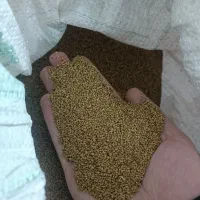 بذر قره یونجه