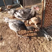 مرغ جوجه خروس لاری افغان اطیل ریشی