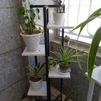 تعدادی گل باگلدون زامفولیا بلک گندمی و..