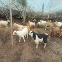 فروش بره و بزغاله برای قربانی
