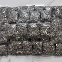 پخش تخمه ایرانی