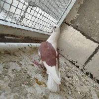 پشدارالمانی۲تا بدرنگ وی کاغذی خطی همه پازدنی عتیقه