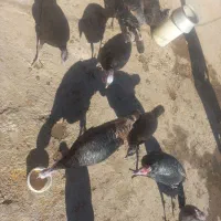 بوقلمون|حیوانات مزرعه|ماهیدشت, |دیوار