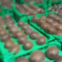 فروش  ۲۵ تن کیوی درجه یک در سردخانه