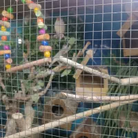 قفس پرنده چوبی|پرنده|تهران, یاخجی آباد|دیوار