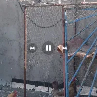 ۳۰جفت کبوترخوب سردربیاری میفهمی