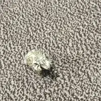 فیل|مجسمه، تندیس، ماکت|بهبهان, |دیوار