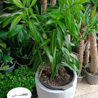 کمیاب کلکسیون