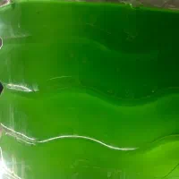 جلبک اسپرونیا ، دافنی غذای زنده آبزیان