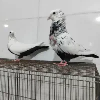 جفت کبوتر دمبی دمی