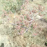 باغ پسته فروشی