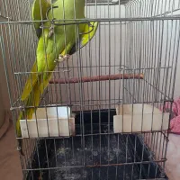 ملنگو|پرنده|اردبیل, |دیوار