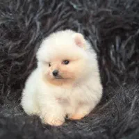 پامرانین خرسی اصیل