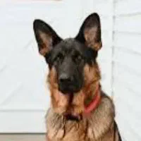 سگ پیدا شده