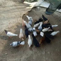 کبوتر رنگی|پرنده|سعدآباد, |دیوار