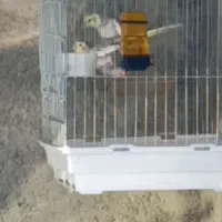 عروس هلندی مولد رو تخم|پرنده|کازرون, |دیوار