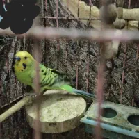 عروس هلندی نر، جفت مرغ عشق|پرنده|رشت, پیرکلاچای|دیوار