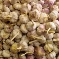 دنبال جا برای فروش سیر و فلفل محلی همدان هستم