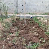 باغبان|خدمات باغبانی و درختکاری|تبریز, |دیوار