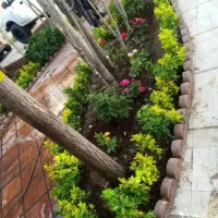 خدمات باغبانی باغچه کاری گل کاری درسراسر کرج