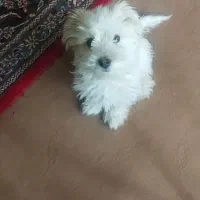 سگ کوچک